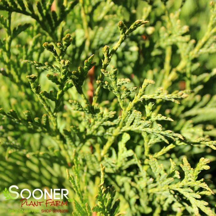 NORTH POLE® ARBORVITAE 3 NORTH POLE® ARBORVITAE - Image 3