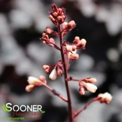 CAJUN FIRE CORAL BELLS 6 CAJUN FIRE CORAL BELLS -Deals Plants Store DETA4 2613