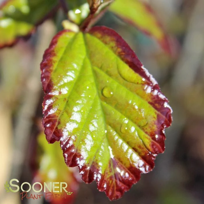 PERSIAN SPIRE™ IRONWOOD 1 PERSIAN SPIRE™ IRONWOOD