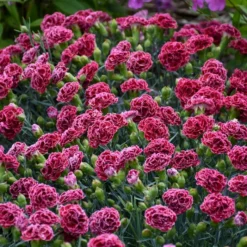 FRUIT PUNCH® CHERRY VANILLA DIANTHUS -Deals Plants Store DETA4 3632