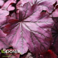 PRIMO® WILD ROSE CORAL BELLS -Deals Plants Store DETA4 3638