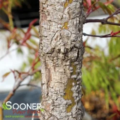 ARA KAWA UPRIGHT JAPANESE MAPLE -Deals Plants Store DETA4 3683