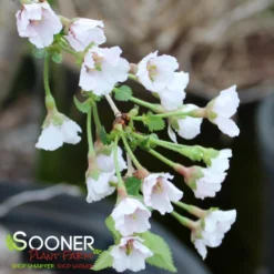 KOJO-NO-MAI ORNAMENTAL CHERRY BUSH -Deals Plants Store DETA4 3931