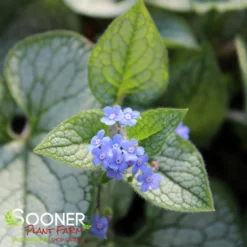QUEEN OF HEARTS BRUNNERA -Deals Plants Store DETA4 4100
