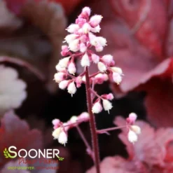 PRIMO® MAHOGANY MONSTER CORAL BELLS 6 PRIMO® MAHOGANY MONSTER CORAL BELLS -Deals Plants Store DETA4 4125