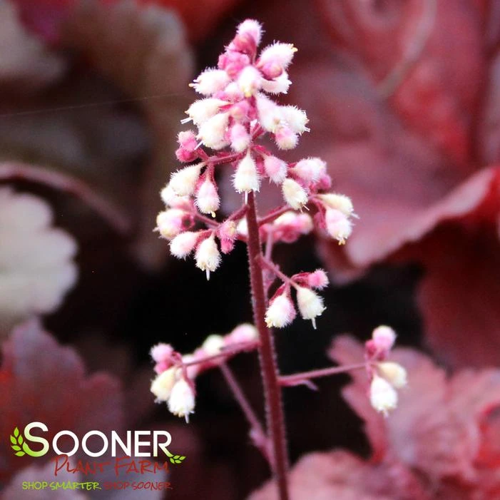 PRIMO® MAHOGANY MONSTER CORAL BELLS 3 PRIMO® MAHOGANY MONSTER CORAL BELLS - Image 3
