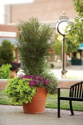 FINE LINE® BUCKTHORN 2 FINE LINE® BUCKTHORN - Image 2