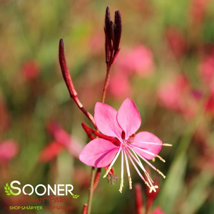 BELLEZA® DARK PINK WAND FLOWER 2 BELLEZA® DARK PINK WAND FLOWER - Image 2