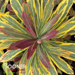ASCOT RAINBOW EUPHORBIA -Deals Plants Store DETA4 4375