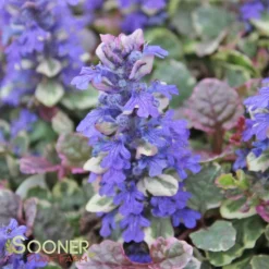 BURGUNDY GLOW AJUGA -Deals Plants Store DETA4 447