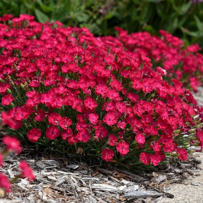PAINT THE TOWN RED DIANTHUS 2 PAINT THE TOWN RED DIANTHUS - Image 2