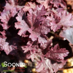 GRAPE TIMELESS CORAL BELLS -Deals Plants Store DETA4 4593