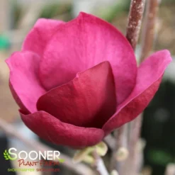 GENIE MAGNOLIA 10 GENIE MAGNOLIA -Deals Plants Store DETA4 4785