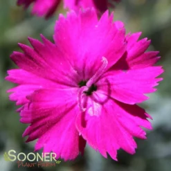 NEON STAR DIANTHUS -Deals Plants Store DETA4 496