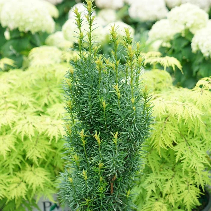 STONEHENGE SKINNY® YEW 2 STONEHENGE SKINNY® YEW - Image 2