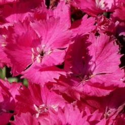 VIVID™ BRIGHT LIGHT DIANTHUS 7 VIVID™ BRIGHT LIGHT DIANTHUS -Deals Plants Store DETA4 5410