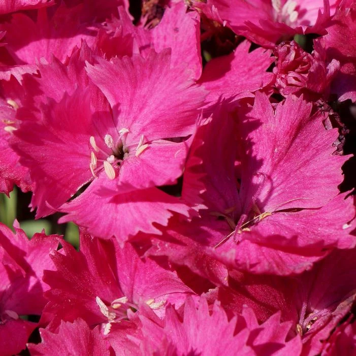 VIVID™ BRIGHT LIGHT DIANTHUS 4 VIVID™ BRIGHT LIGHT DIANTHUS - Image 4
