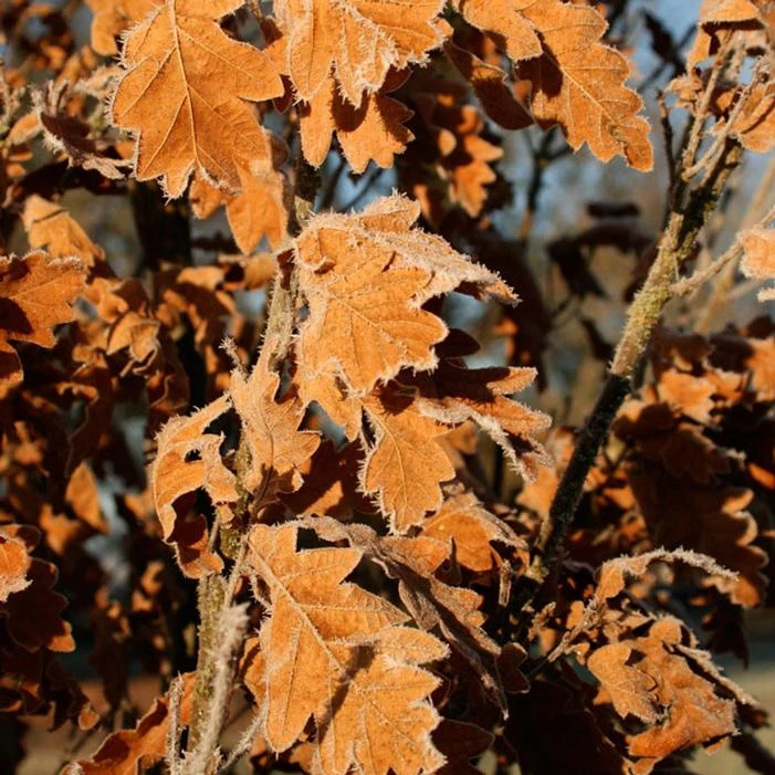 SKINNY GENES® OAK 1 SKINNY GENES® OAK