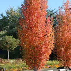 ARMSTRONG GOLD® MAPLE -Deals Plants Store DETA4 5466