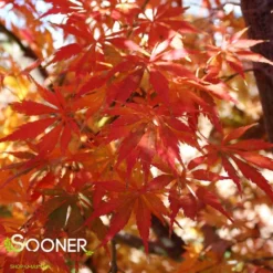 OMURA YAMA UPRIGHT JAPANESE MAPLE -Deals Plants Store DETA4 709