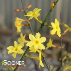 WINTER JASMINE -Deals Plants Store DETA4 992