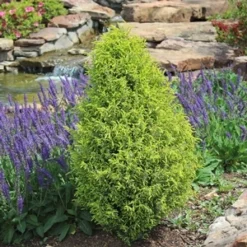 GOLD CONE JUNIPER 6 GOLD CONE JUNIPER -Deals Plants Store DETA5 1095
