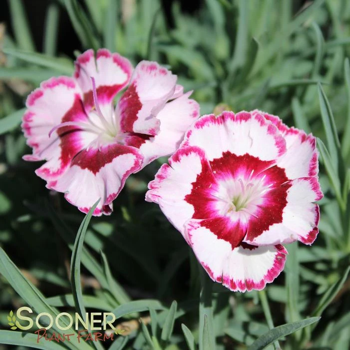 RASPBERRY SWIRL DIANTHUS 2 RASPBERRY SWIRL DIANTHUS - Image 2