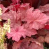 AUTUMN LEAVES CORAL BELLS