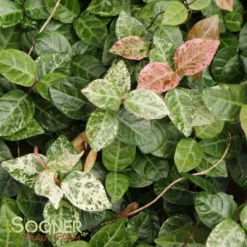 SNOW N SUMMER™ ASIATIC JASMINE 10 SNOW N SUMMER™ ASIATIC JASMINE -Deals Plants Store DETA5 1620