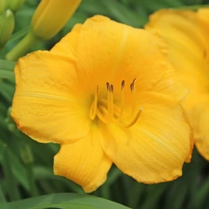 YELLOW LOLLIPOP DAYLILY 2 YELLOW LOLLIPOP DAYLILY - Image 2