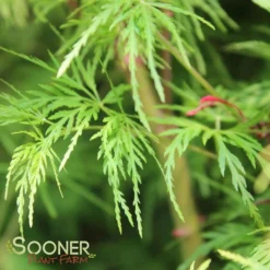 SEIRYU UPRIGHT JAPANESE MAPLE 13 SEIRYU UPRIGHT JAPANESE MAPLE -Deals Plants Store DETA5 1875