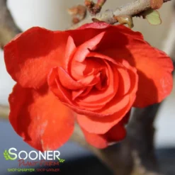 DOUBLE TAKE® ORANGE STORM QUINCE 9 DOUBLE TAKE® ORANGE STORM QUINCE -Deals Plants Store DETA5 2020