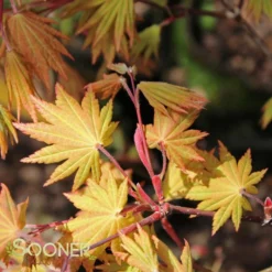 AUTUMN MOON UPRIGHT JAPANESE MAPLE -Deals Plants Store DETA5 2092