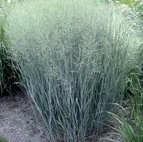 HEAVY METAL SWITCH GRASS 3 HEAVY METAL SWITCH GRASS - Image 3