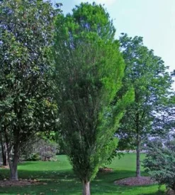 LINDSEY'S SKYWARD™ BALD CYPRESS -Deals Plants Store DETA5 2703