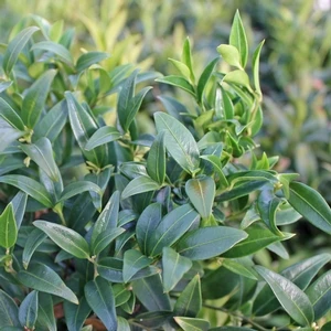 HIMALAYAN SWEET BOX 1 HIMALAYAN SWEET BOX