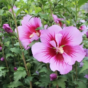 PURPLE PILLAR® ALTHEA 2 PURPLE PILLAR® ALTHEA - Image 2