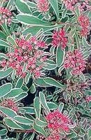 TRICOLOR SEDUM 3 TRICOLOR SEDUM - Image 3