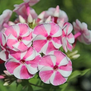BAMBINI™ CANDY CRUSH GARDEN PHLOX 4 BAMBINI™ CANDY CRUSH GARDEN PHLOX - Image 4