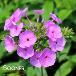 FASHIONABLY EARLY FLAMINGO GARDEN PHLOX -Deals Plants Store DETA5 3878