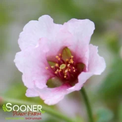 KOJO-NO-MAI ORNAMENTAL CHERRY BUSH -Deals Plants Store DETA5 3931