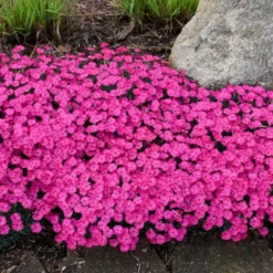 PAINT THE TOWN MAGENTA DIANTHUS -Deals Plants Store DETA5 4107