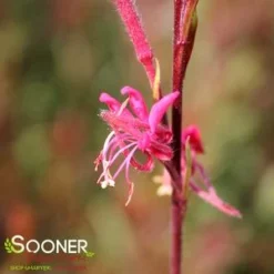 BELLEZA® DARK PINK WAND FLOWER 9 BELLEZA® DARK PINK WAND FLOWER -Deals Plants Store DETA5 4300