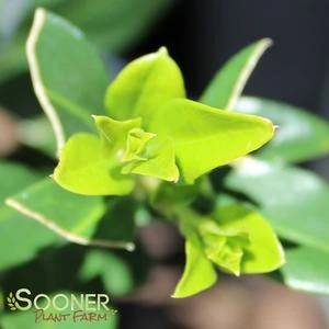 CHRISTMAS SWEET BOX 1 CHRISTMAS SWEET BOX