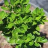 GREEN PILLAR BOXWOOD