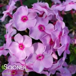 LUMINARY® OPALESCENCE GARDEN PHLOX -Deals Plants Store DETA5 4409