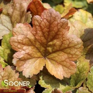 DOLCE® TOFFEE TART CORAL BELLS 1 DOLCE® TOFFEE TART CORAL BELLS