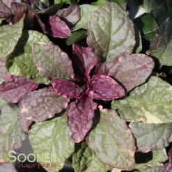 BURGUNDY GLOW AJUGA -Deals Plants Store DETA5 447