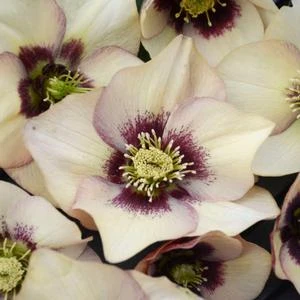 HONEYMOON® SANDY SHORES LENTEN ROSE 4 HONEYMOON® SANDY SHORES LENTEN ROSE - Image 4