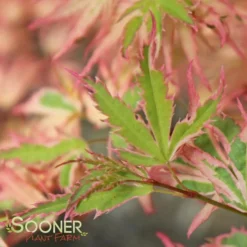 BUTTERFLY UPRIGHT JAPANESE MAPLE -Deals Plants Store DETA5 45